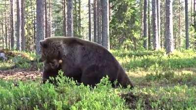 The cameraman was safe since he was inside a circle. Best Bear fight ever!