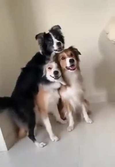 Dogs having a group photo