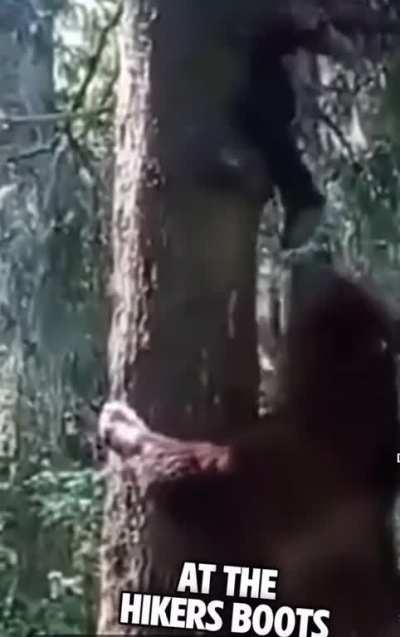 Bear climbs a tree chasing this man