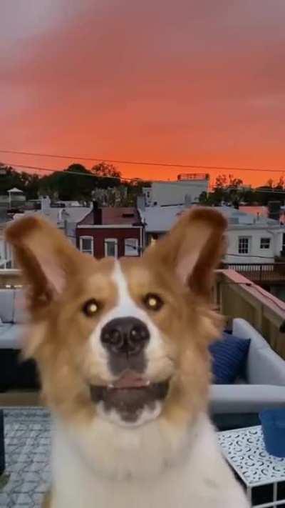 Sunset photobomb