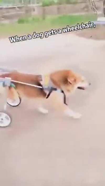 Happy dog gets a wheelchair