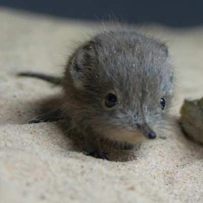 Ping and Pong, twin African Sengis at the Chester Zoo