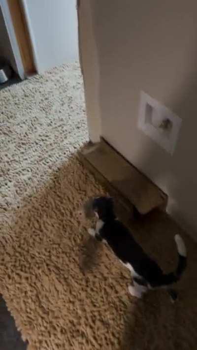 Kitten stole dog’s toy and won’t give it back