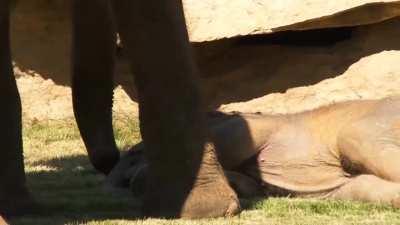 Elephant gets zookeepers to help her wake her baby up