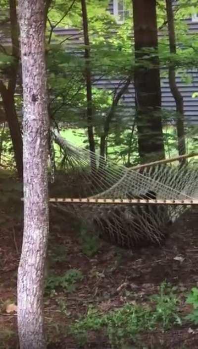 A bear just relaxing on a hammock in North Carolina