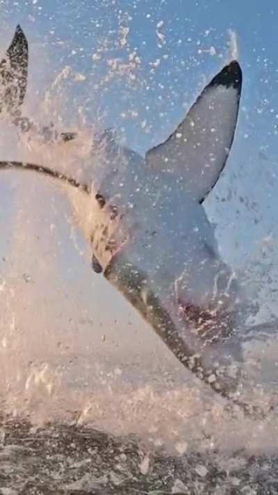 🔥 Great white shark jumping out of the water