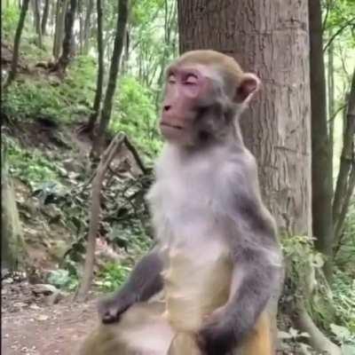 The Ape Sage, the ape who is enlightened wise