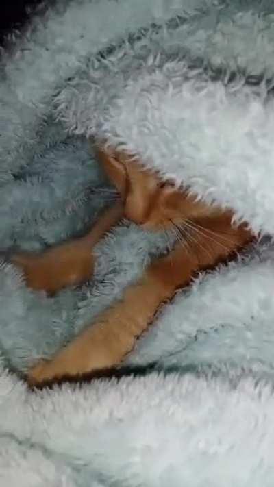 There was something moving in our blanket.