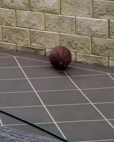 Bird playing with a basketball