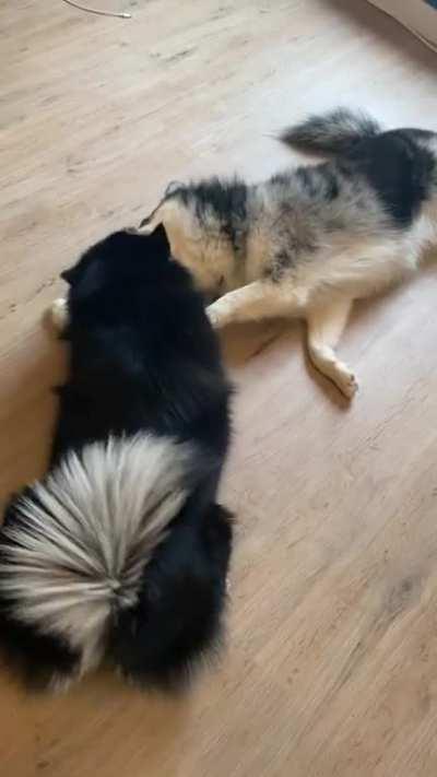 How my dogs play when they are tired.