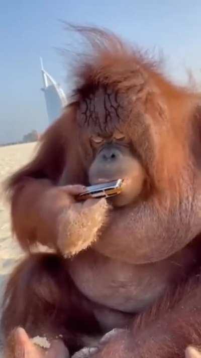 Orangutan is a Blues Traveler Fan