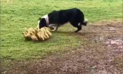 A border collie gently guiding ducklings into a puddle