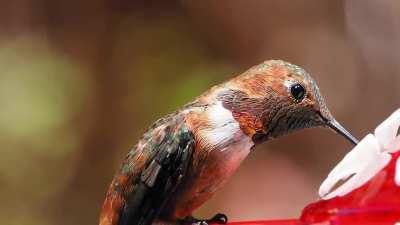 Closeup video I got of a hummingbird