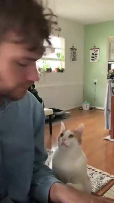 The way this cat looks at him