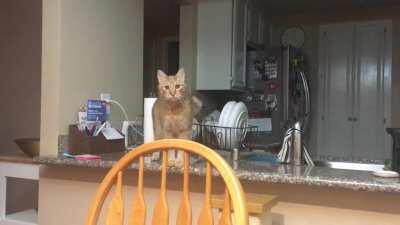 Simba didn’t like being scolded for jumping on the kitchen counter.