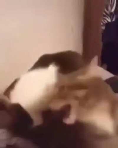 CAT BITE