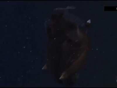 Black Seadevil - first ever video footage, depth: 580m (1,900ft) in Monterey Bay