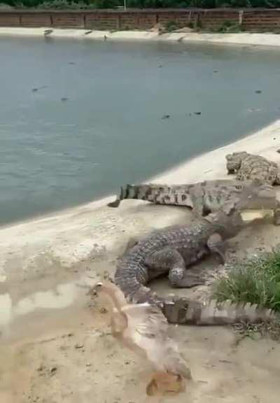 Duck regrets stepping on a crocodile