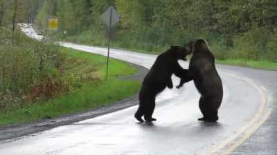 Epic Grizzly bear fight.