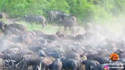 Lion faces the wrath of an angry Cape Buffalo herd.