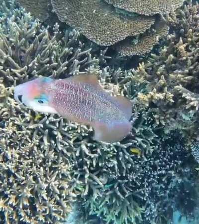 🔥 A video of a Bigfin reef squid, involving colour changes, captured on the Great Barrier Reef by Jacinta Shackleton