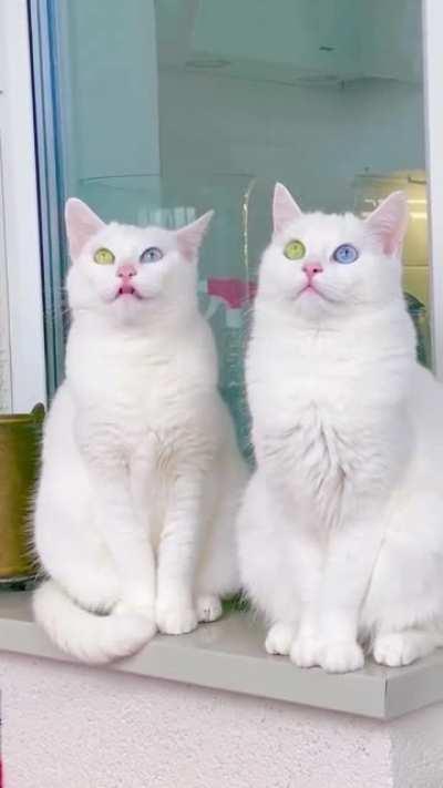 Twin Cats