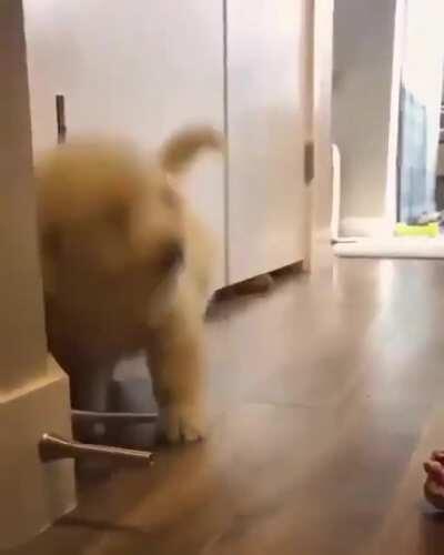 Puppy gets real excited about a doorstop