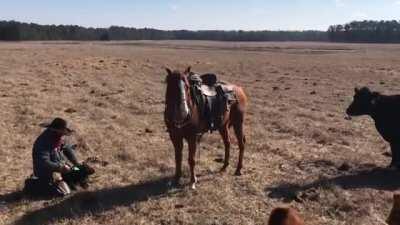 Horse trained in 'cutting' keeps cow back as rancher tags calf