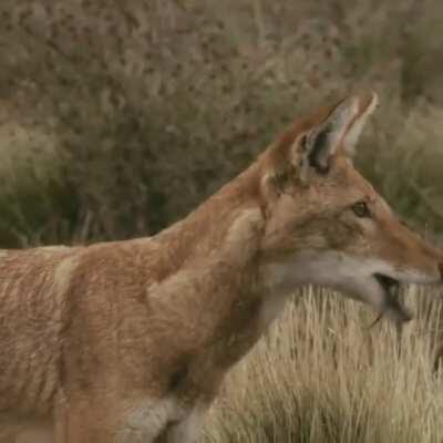 🔥 The Ethiopian Wolf, one of the most rare canids on earth 🔥