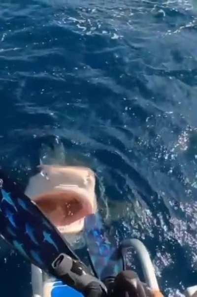 diver dodges shark attack