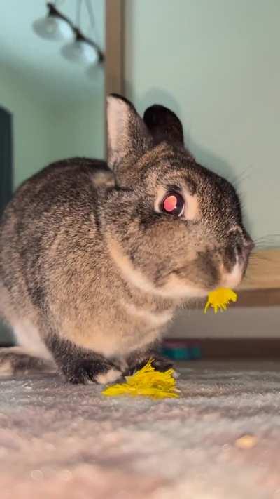 Enjoy this 1.5 minute ASMR video of Chainsaw struggling to eat a dandelion