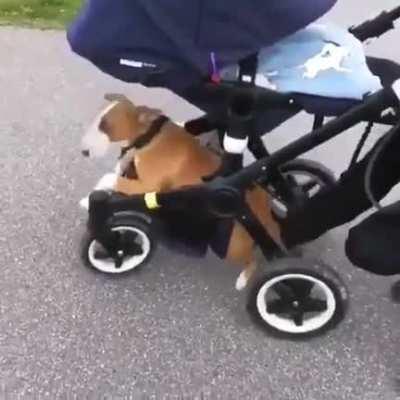 “If this mini human isn’t walking, neither am I”... 🐶