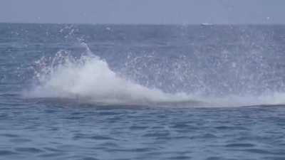 Giant bluefin tuna snacking on shoals of garfish off the coast of Devon