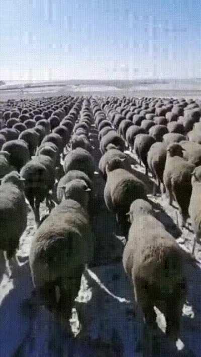 Sheep on the move