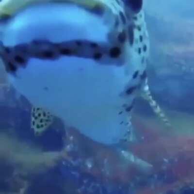 🔥 Unexpected curious visitor approaches while filming sleepy whitetips 🔥