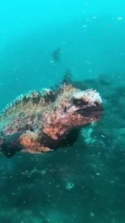 The Marine Iguana, the only marine lizard species in the world. It is endemic to the Galápagos Islands.