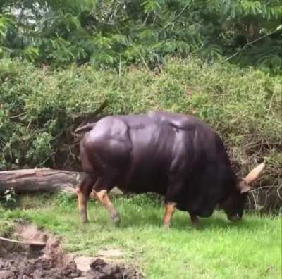 The Indian Bison, or Gaur, is the largest breed of cattle in the world, with a shoulder height than often exceeds 7 feet. It is significantly bigger than the famous American bison.