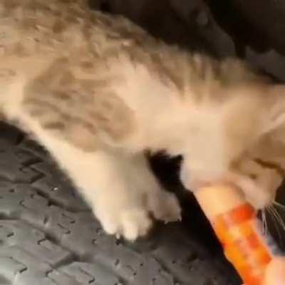 A kitten being lured out from under the hood of a car to be rescued