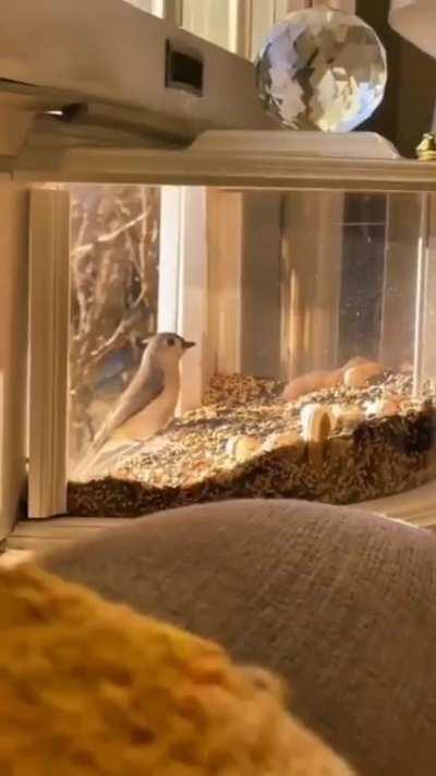 Indoor Wild Bird Feeder