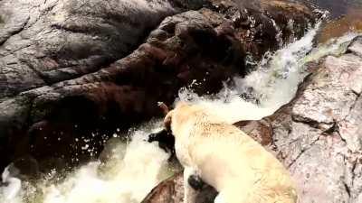 Dog saves his friend from being swept off.