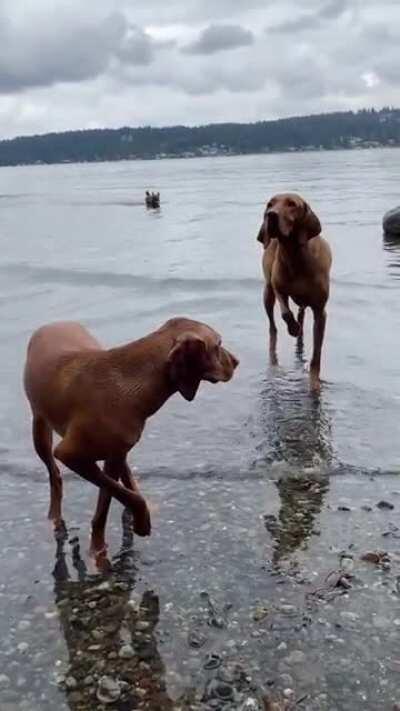 Dogs.exe has stopped working...