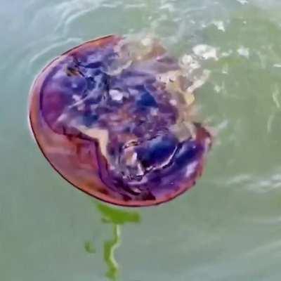 🔥 horseshoe crab out for a swim 🔥