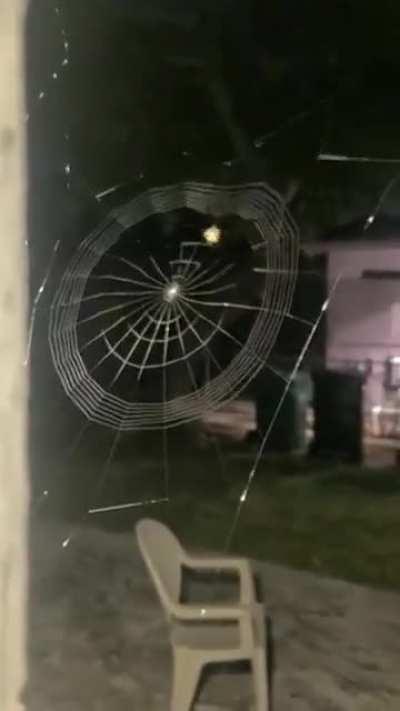 Spider spinning a web