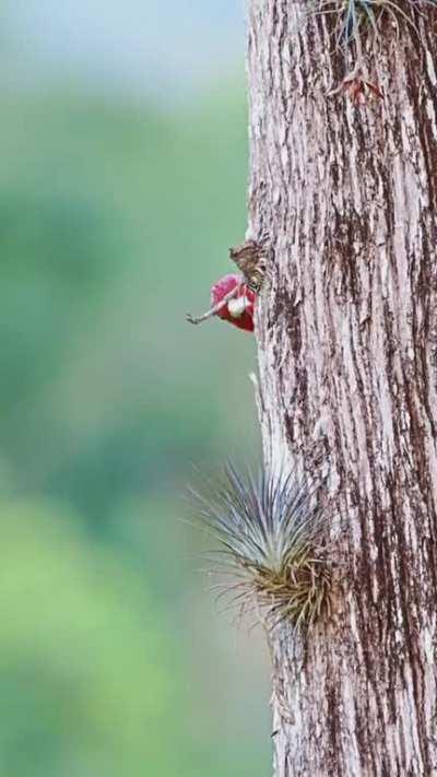 🔥 Robust Woodpecker engages in humanwatching