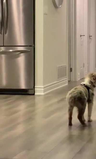 Penny’s daily wiggle when she hears dad coming home from work (20 weeks old today)