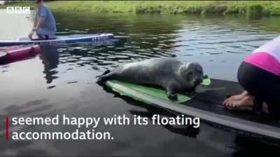 Paddle boarder has an unexpected guest