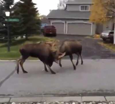 2 moose or Buffalo or something fighting in a neighborhood