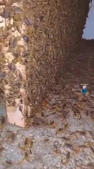 Abandoned house in Brazil became a scorpion nest