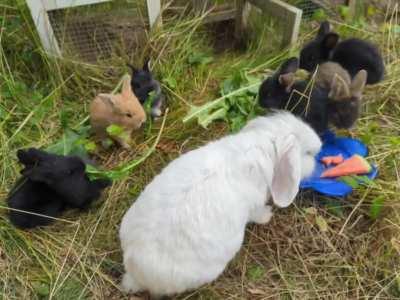 This mama just had 7 little bunnies