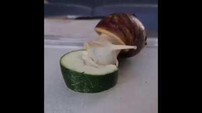 Snail eating is oddly satisfying